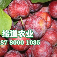 2020年四季豆種子價格行情與批發(fā)渠道解析